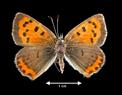 Hyllolycaena hyllus  (Bronze Copper)