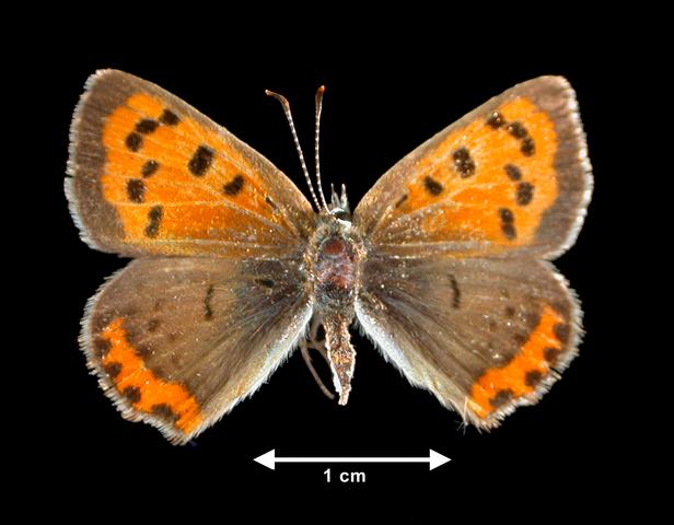 <b>Hyllolycaena hyllus  (Bronze Copper)</b>