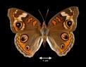 Junonia coenia  (Buckeye)