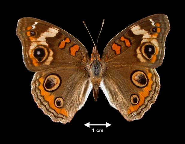 <b>Junonia coenia  (Buckeye)</b>