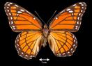 Limenitis archippus  (Viceroy)