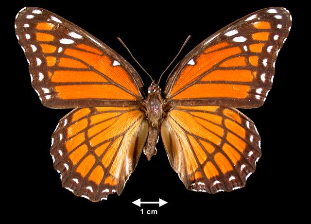 <b>Limenitis archippus  (Viceroy)</b>