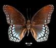 Limenitis arthemis astyanax  (Red-spotted Purple)