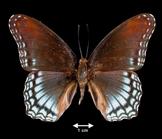 <b>Limenitis arthemis astyanax  (Red-spotted Purple)</b>