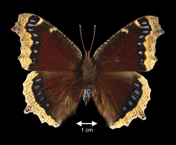 <b>Nymphalis antiopa  (Mourning Cloak)</b>