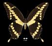 Papilio (Heraclides) cresphontes  (Giant Swallowtail)