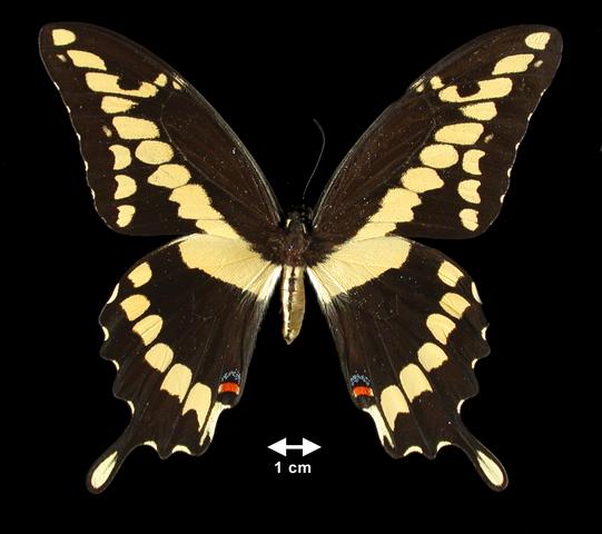 <b>Papilio (Heraclides) cresphontes (Giant Swallowtail)</b>