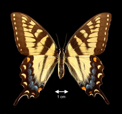 <b>Papilio (Pterourus) glaucus (Tiger Swallowtail Female)</b>
