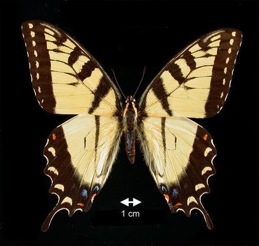 <b>Papilio (Pterourus) glaucus (Tiger Swallowtail)</b>