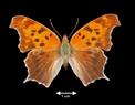 Polygonia interrogationis  (Question Mark)