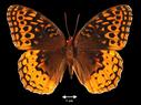 Speyeria cybele (Great Spangled Fritillary)