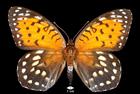 Speyeria idalia  (Regal Fritillary)