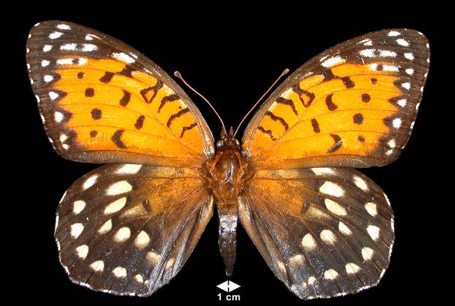 <b>Speyeria idalia (Regal Fritillary)</b>