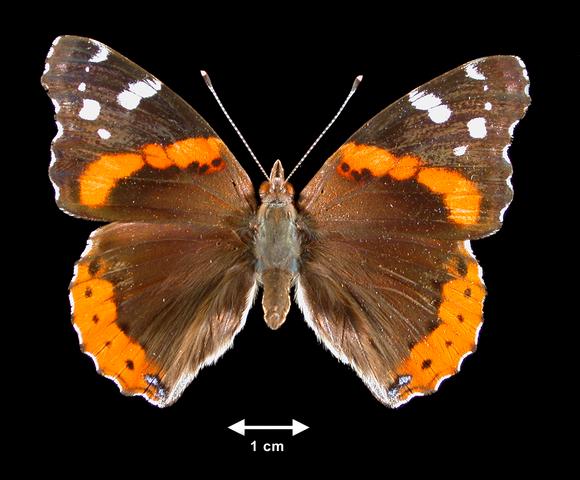 <b>Vanessa atalanta (Red Admiral)</b>
