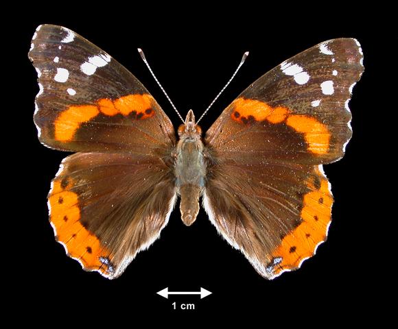 <b>Vanessa atalanta  (Red Admiral)</b>