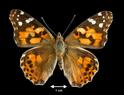 Vanessa cardui  (Painted Lady)