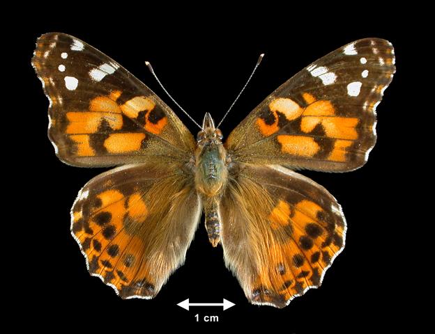 <b>Vanessa cardui  (Painted Lady)</b>