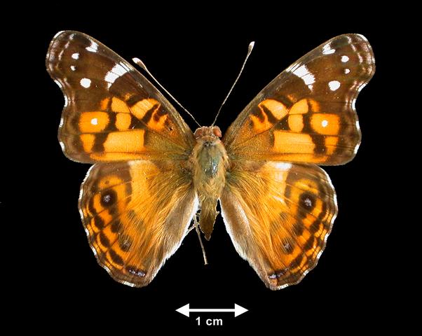 <b>Vanessa virginiensis  (American Painted Lady)</b>