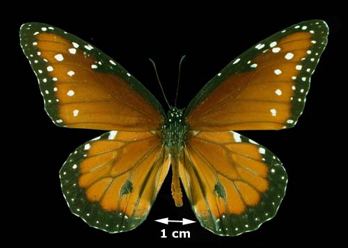<b><i>Danaus gilippus</i>(Queen)</b>