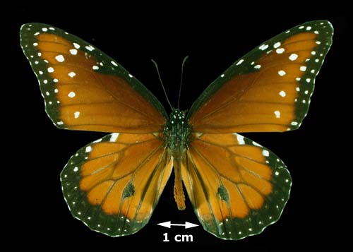 <b><i>Danaus gilippus</i>(Queen)</b>