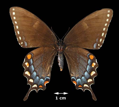 <b><i>Papilio glaucus</i>(Eastern Tiger Swallowtail)</b>