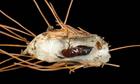 Thyridopteryx  ephemeraeformis (Bagworm Case with Pupa)