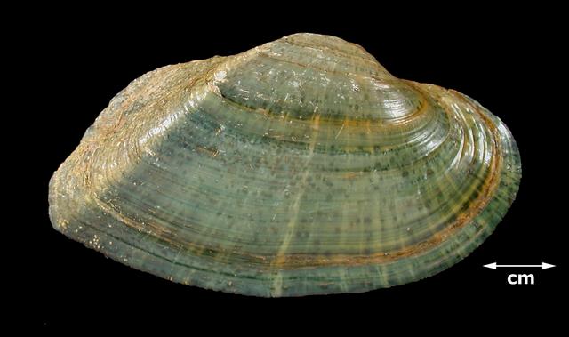 <b><i>Alasmidonta marginata</i> (Elktoe)</b>
