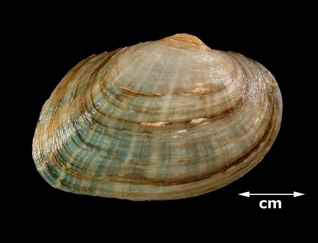 <b><i>Alasmidonta viridis </i>(Slippershell)</b>