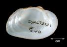 Alasmidonta viridis (Slippershell)