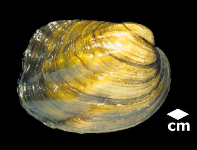 <b><i>Amblema plicata</i> (Threeridge)</b>