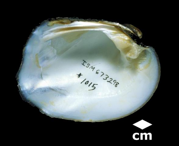 <b><i>Amblema plicata</i> (Threeridge)</b>