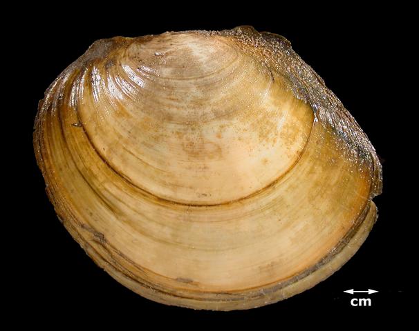 <b><i>Anodonta suborbiculata</i> (Flat Floater)</b>