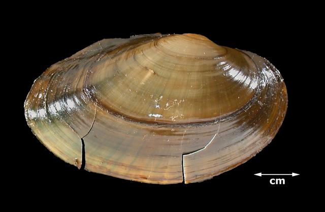 <i><b>Anodontoides ferussacianus</i> (Cylindrical Papershell)</b>