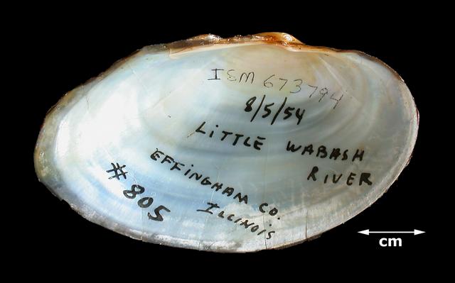 <b><i>Anodontaoides ferussacianus</i> (Cylindrical Papershell)</b>