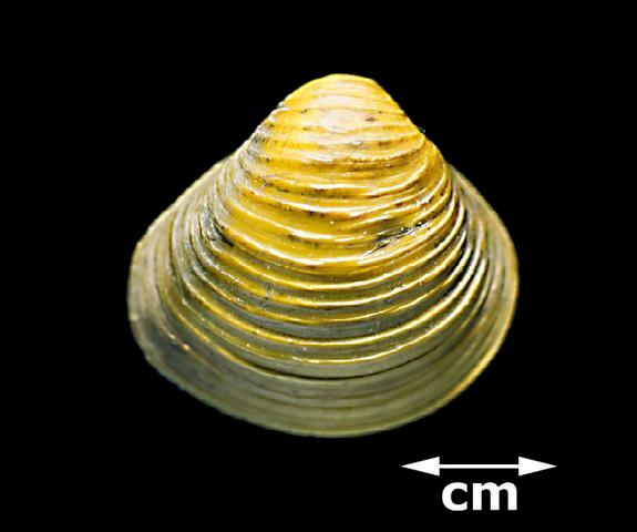 <b><i>Corbicula fluminea</i> (Asian Clam)</b>