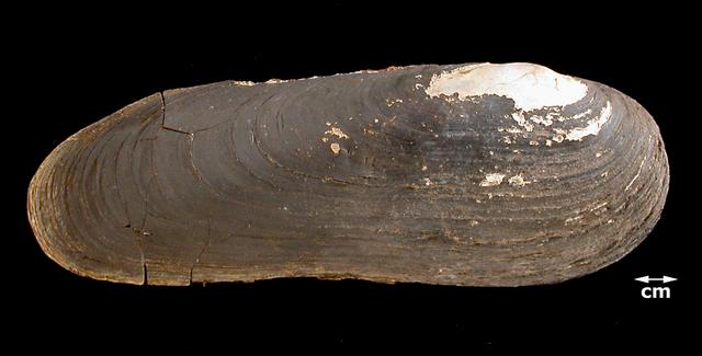 <b><i>Cumberlandia monodonta</i> (Spectaclecase)</b>