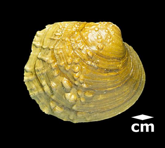 <b><i>Cyclonaias tuberculata</i> (Purple Wartyback)</b>