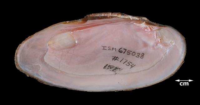 <b><i>Elliptio dilatata</i> (Spike)</b>