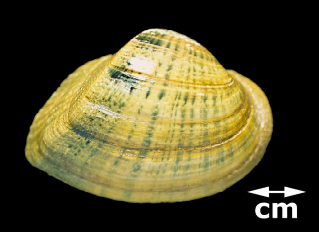 <b><i>Epioblasma triquetra</i> (Snuffbox)</b>