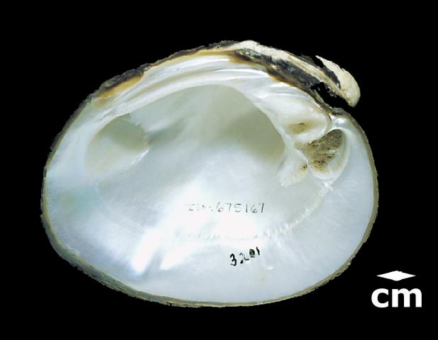 <b><i>Fusconia ebena</i> (Eboonyshell)</b>