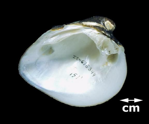 <b><i>Fusconaia flava</i> (Wabash Pigtoe)</b>