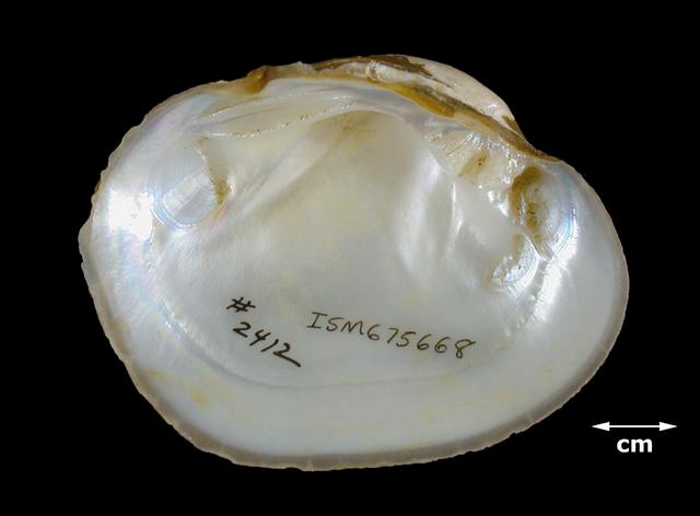 <b><i>Lampsilis abrupta</i> (Pink Mucket)</b>
