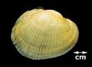 Lampsilis fasciola (Wavy-rayed Lampmussel)