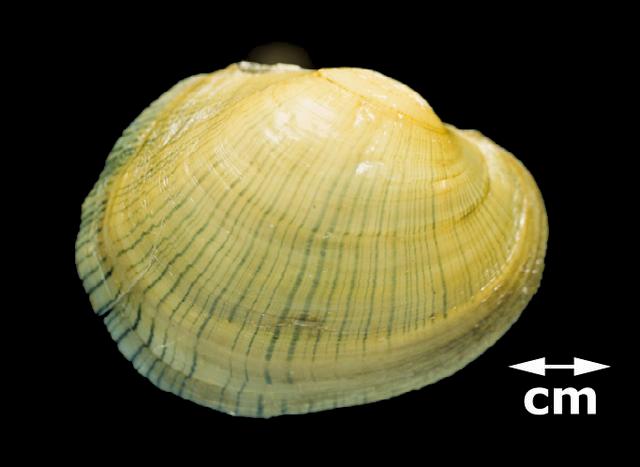 <b><i>Lampsilis fasciola</i> (Wavy-rayed Lampmussel)</b>