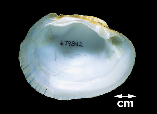 <b><i>Lampsilis fasciola</i> (Wavy-rayed Lampmussel)</b>