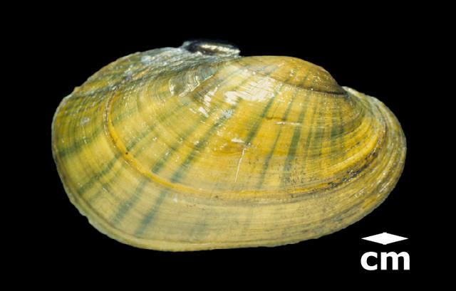 <b><i>Lampsilis siliquoidea</i> (Fatmucket)</b>