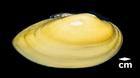 Lampsilis teres (Yellow sandshell)