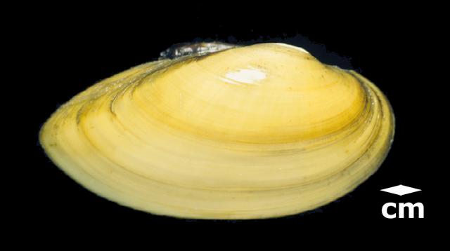 <b><i>Lampsilis teres</i> (Yellow sandshell)</b>