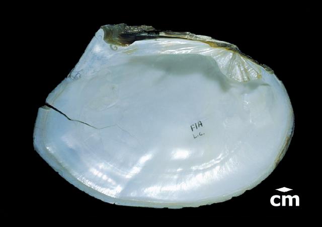 <b><i>Lasmigona complanata</i> (White Heelsplitter)</b>