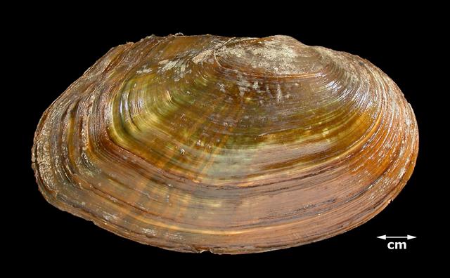 <b><i>Lasmigona compressa</i> (Creek heelsplitter)</b>